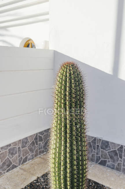 Довгий кактус в кімнаті — стокове фото