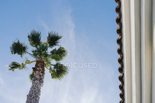 Palmier contre ciel — Photo de stock