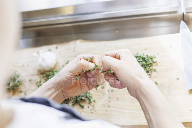 Chef cleaning lemon thymes — Stock Photo