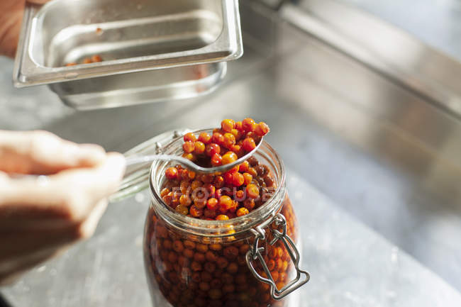 Hand removing rowan berries — Stock Photo
