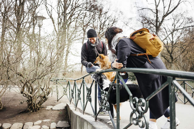 Пара з собаками, що стоять на мосту — стокове фото