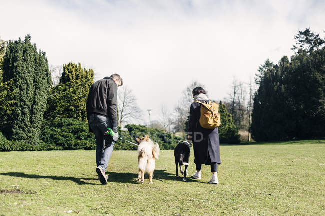 Paar geht mit Hunden spazieren — Stockfoto