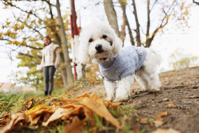 Portrait of Bichon Frise in forest — Stock Photo
