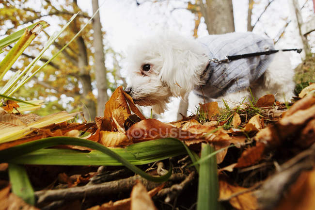 Пёс нюхает листья — стоковое фото