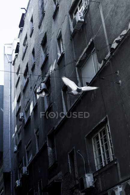 Pássaro voando fora do edifício residencial — Fotografia de Stock