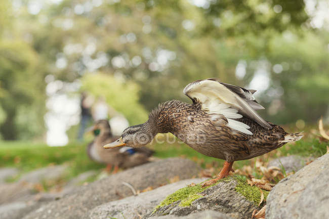 Mallard duck flapping wings — Stock Photo