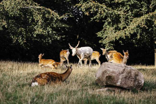 Manada de ciervos en campo herboso - foto de stock