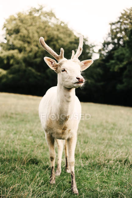 Full length of white deer — Stock Photo