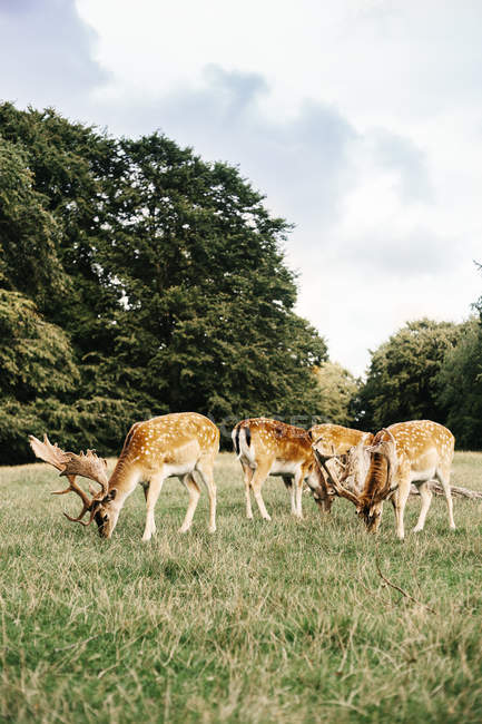 Herd of deer grazing on field — Stock Photo