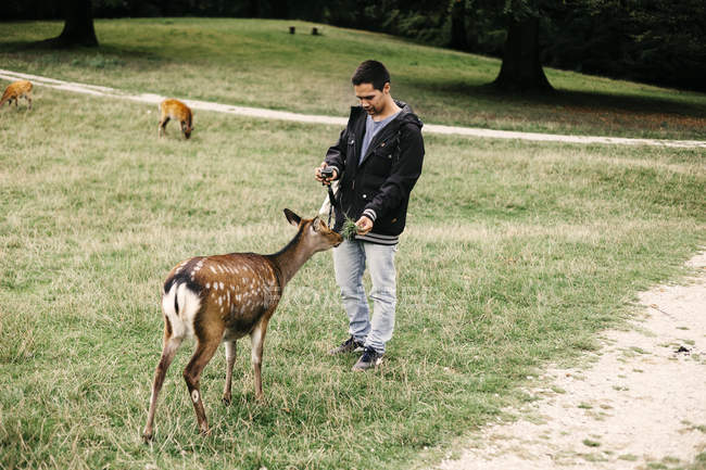 Man feeding deer at national park — Stock Photo