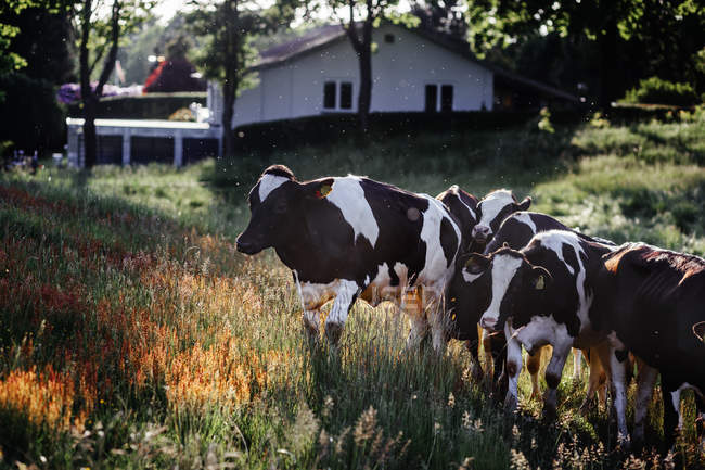 Корови на лужному полі — стокове фото