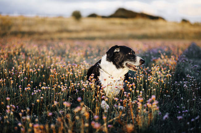 Perro en el campo cubierto por plantas con flores - foto de stock