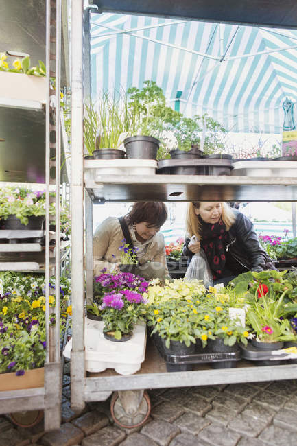 Mujeres maduras seleccionando plantas - foto de stock