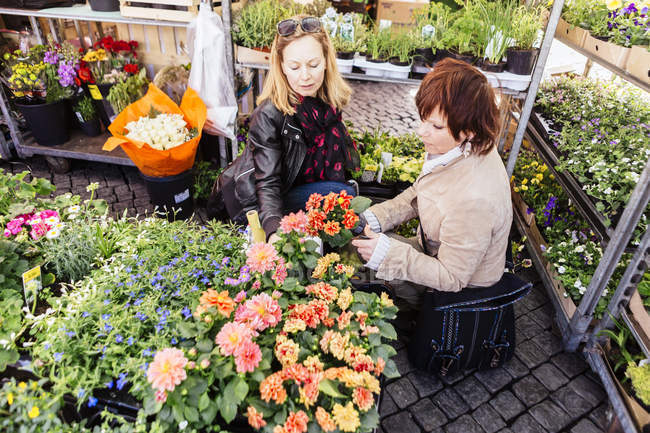 Mulheres maduras comprando plantas de flores — Fotografia de Stock