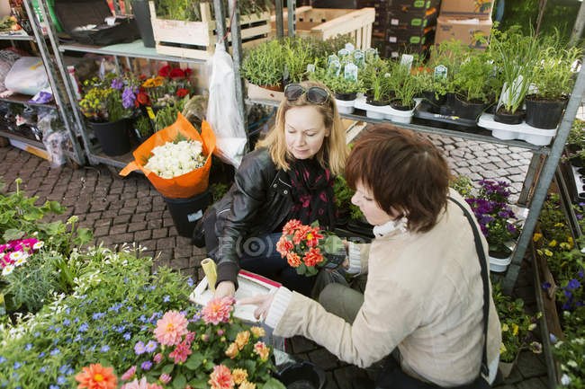 Femmes matures achetant des plantes de fleurs — Photo de stock