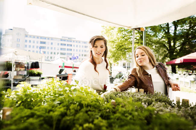 Donne che comprano piante — Foto stock