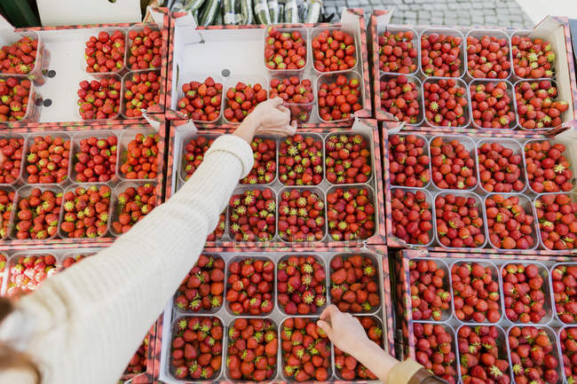 Mains tenant des fraises — Photo de stock