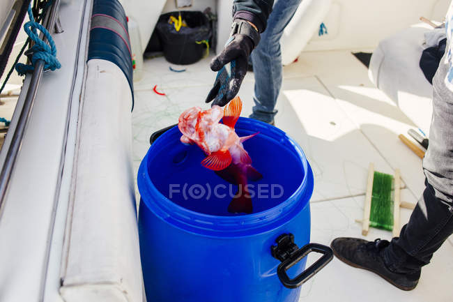 Hombre lanzando pescado en contenedor - foto de stock