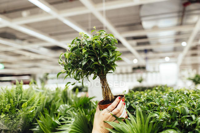 Young woman buying plant — Stock Photo