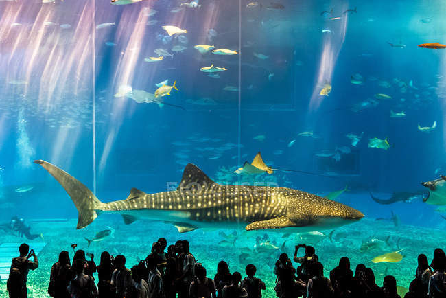 Whale shark and students at aquarium — Stock Photo