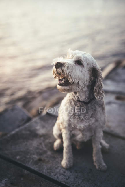 Белая волосатая собака — стоковое фото