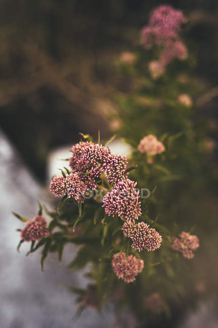 Pink flowers growing at park — Stock Photo
