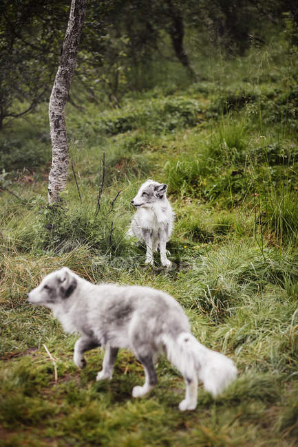 Арктические лисы в лесу — стоковое фото