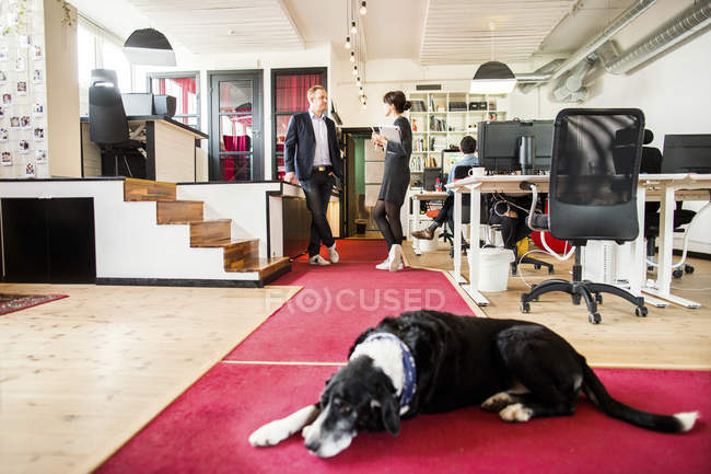 Собака спит в офисе — стоковое фото