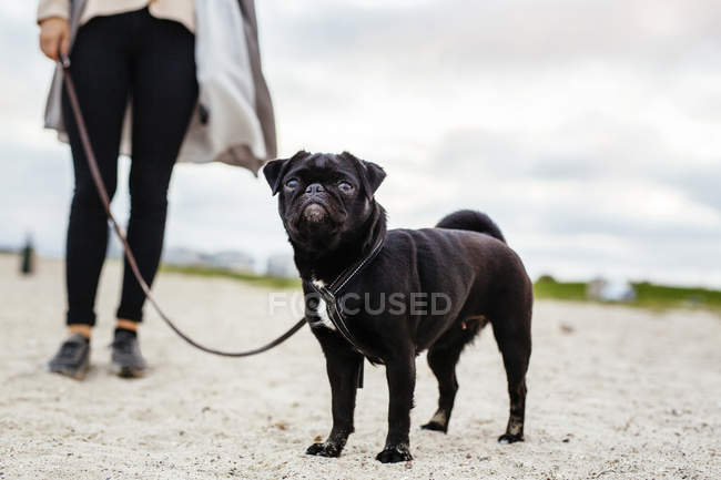 Femme debout avec chien sur la plage — Photo de stock
