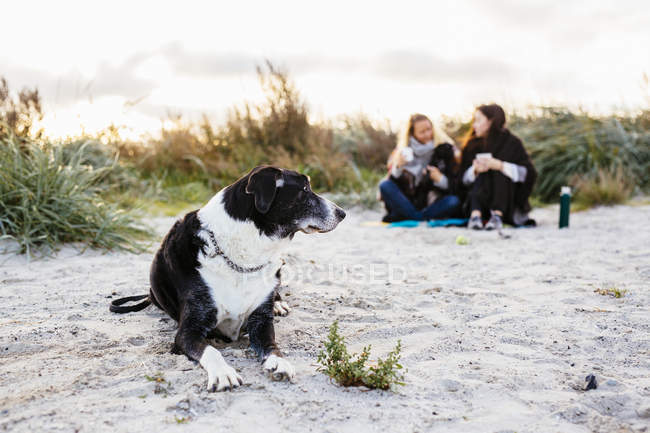 Собака відпочиває на пляжі — стокове фото