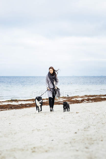 Жінка ходить з собаками — стокове фото