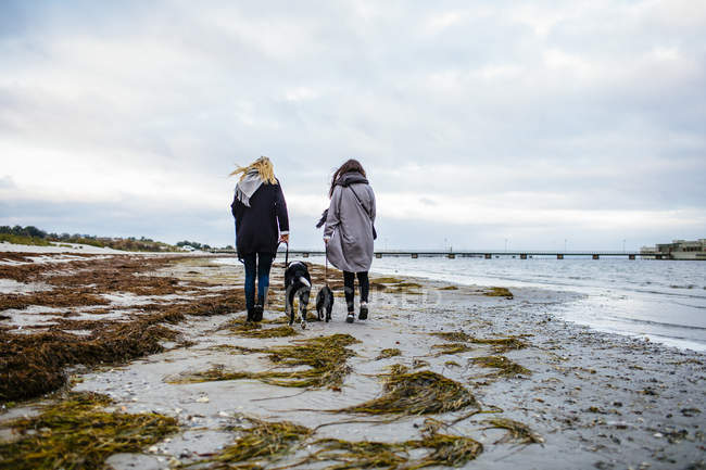 Подруги гуляют с собаками — стоковое фото