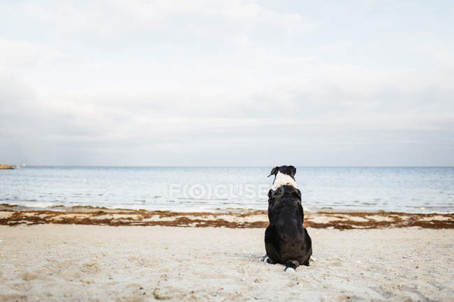Собака відпочиває на пляжі — стокове фото