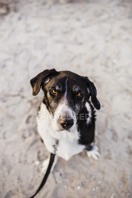 Hund sitzt am Strand — Stockfoto