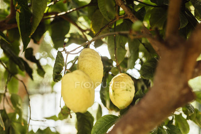Citrons poussant sur l'arbre — Photo de stock
