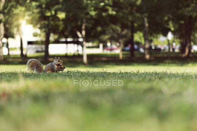 Esquilo segurando bolota — Fotografia de Stock