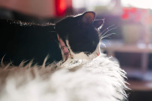 Katze ruht zu Hause auf Bett — Stockfoto