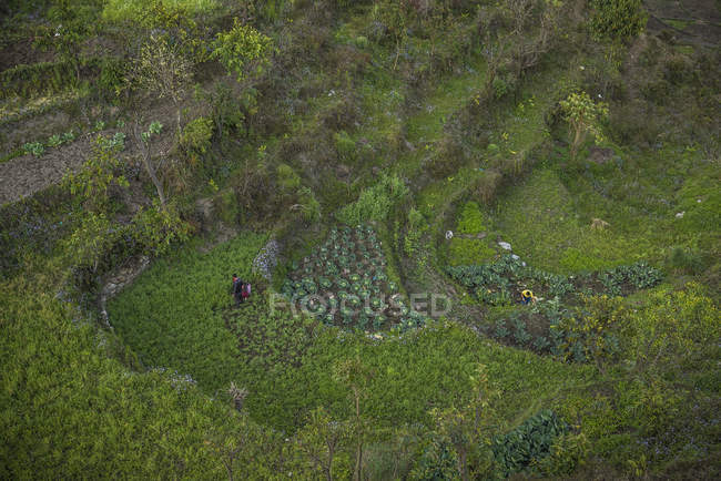 Villageois travaillant sur un terrain en terrasses — Photo de stock