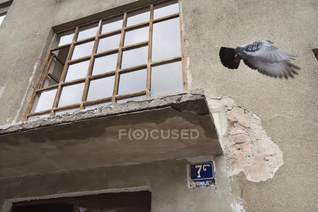 Pombo voando contra a construção — Fotografia de Stock