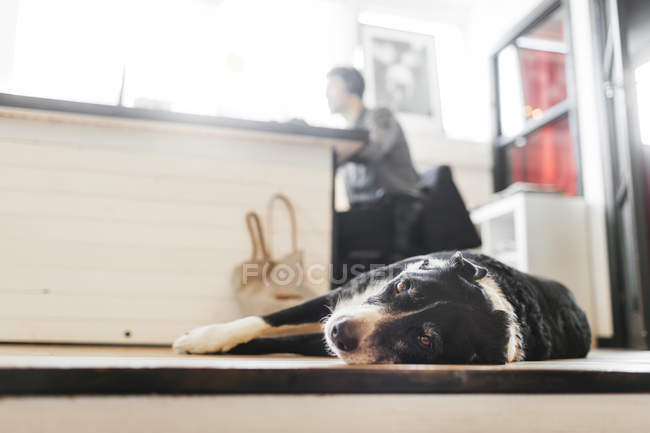 Cão relaxante enquanto o homem trabalhando — Fotografia de Stock