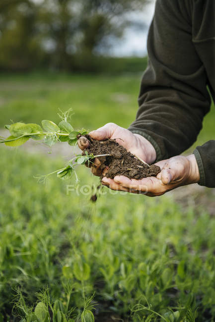 Agricultor que detém terra e planta — Fotografia de Stock