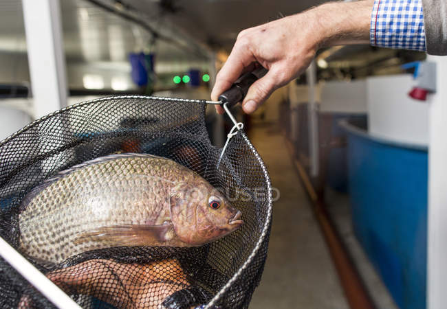 Man holding fish in net — Stock Photo