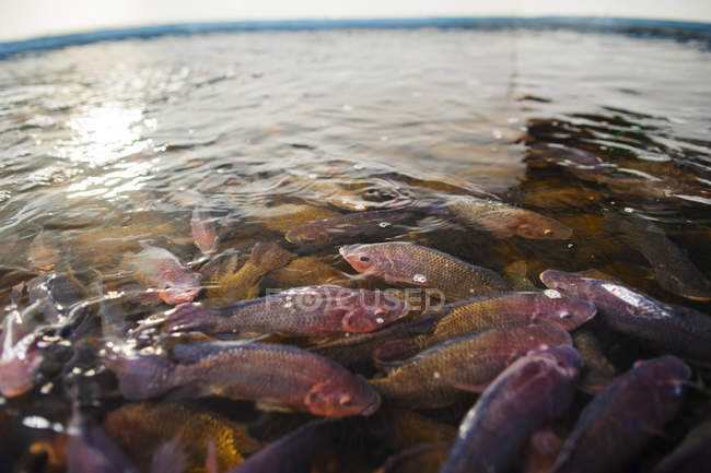 Риба плаває в озері — стокове фото
