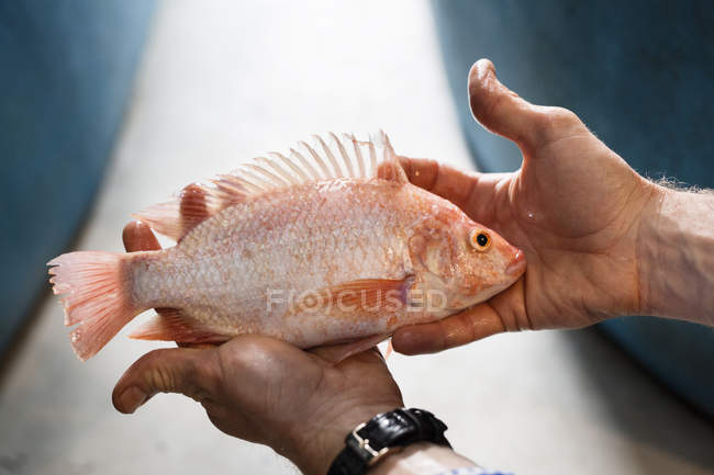 Uomo che detiene pesce sul mercato — Foto stock
