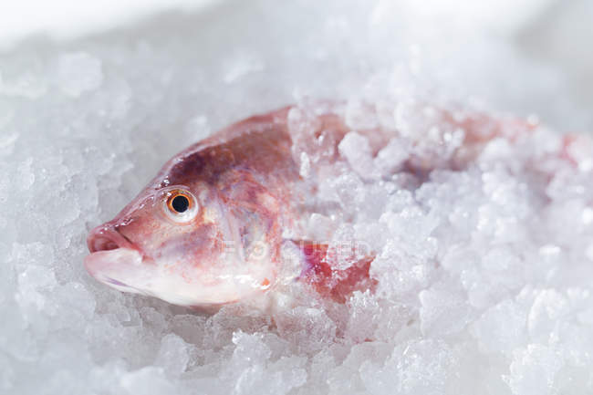 Рыба на льду на рынке — стоковое фото