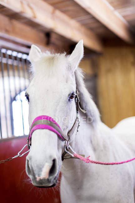 Портрет белой лошади — стоковое фото