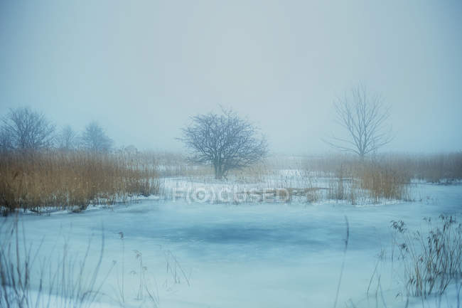 Winterlandschaft mit kahlen Bäumen — Stockfoto
