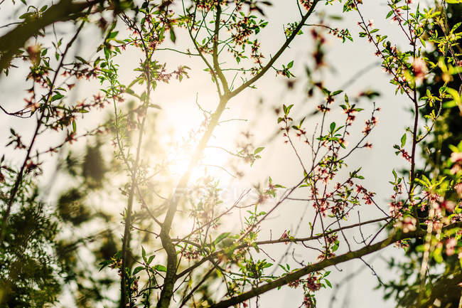 Солнце светит сквозь ветви — стоковое фото