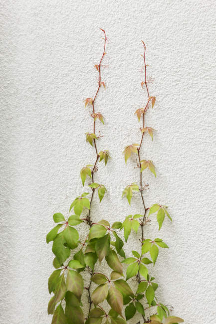 Schlingpflanzen wachsen an der Wand — Stockfoto