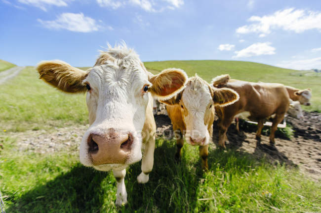 Mucche al pascolo su prato erboso — Foto stock